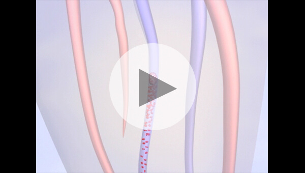 Image from video showing blood cells in a blood vessel. Click to play video.
